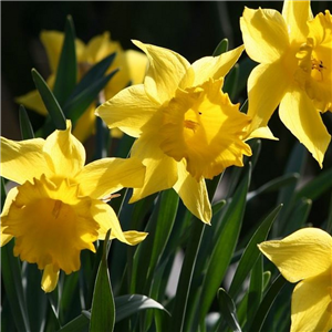 Narcissus (Daffodil) 'King Alfred Select'. Loose, Per 10 Bulbs.